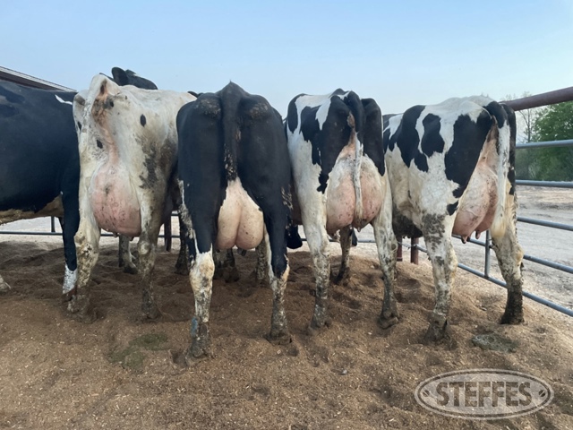 (9 Head) Holstein cows